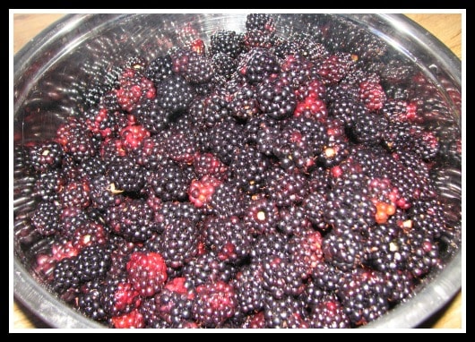 Fresh Blackberries