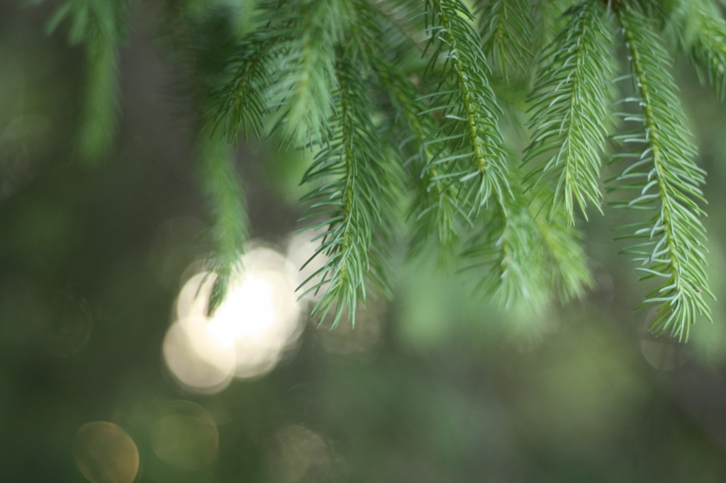 Christmas Evergreen Tree