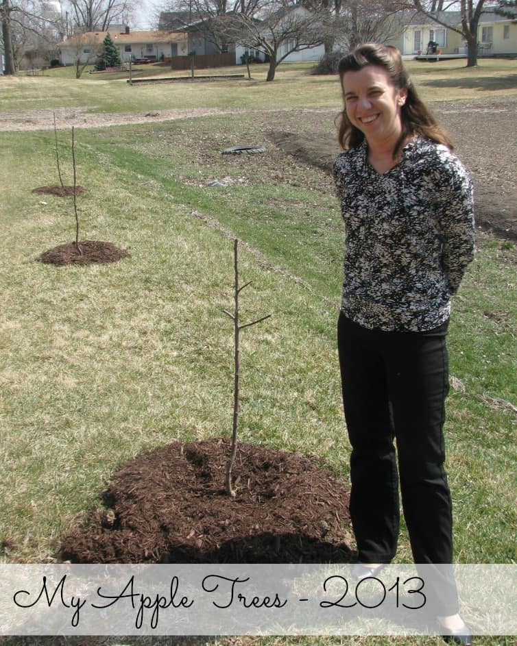 Apple Trees 2013